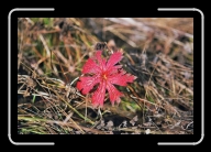 3-031_28A * 1800 x 1200 * (1.65MB)