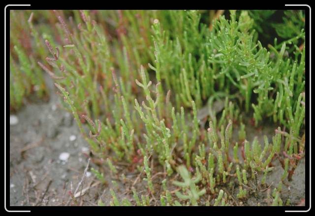 Letztes Bild erreicht