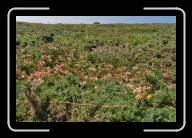 04-031_32 * Auf dem Weg zur Pointe du Raz, Finisterre * 2088 x 1392 * (2.27MB)