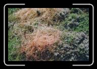 05-026_27 * Wundersame Flora, Pointe de Br�zell�c, Finisterre * 2088 x 1392 * (2.51MB)