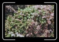 05-027_28 * Bruy�re (Heidekraut), Pointe de Br�zell�c, Finisterre * 2088 x 1392 * (2.32MB)