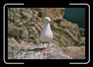 08-001_2 * Vorwitzige M�we an der Pointe de Penhir, Finisterre * 2088 x 1392 * (1.64MB)