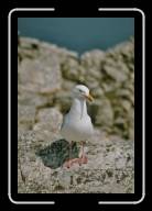 08-005_6 * Immer noch dieselbe M�we, Pointe de Penhir, Finisterre * 1392 x 2088 * (364KB)