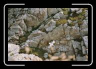 08-008_9 * ...eine andere M�we, La Pointe de Penhir, Finisterre * 2088 x 1392 * (2.15MB)