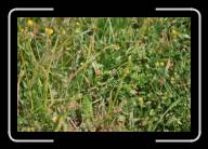 08-019_21 * Beim Alignement de Toulinguet, Camaret-sur-Mer, Finisterre * 2088 x 1392 * (1.91MB)