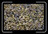 10-016_17A * Fucus (eine Algenart), Pointe de Pern, �le d'Ouessant, Finisterre * 2088 x 1392 * (2.04MB)