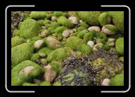 10-018_19A * Noch mehr Fucus, Pointe de Pern, �le d'Ouessant, Finisterre * 2088 x 1392 * (2.36MB)
