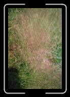 11-002_3A * Beim Menhir de Kerloas, Finisterre * 1392 x 2088 * (582KB)