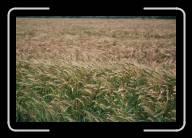 11-008_9A * Beim Menhir de Kerloas, Finisterre * 2088 x 1392 * (2.03MB)