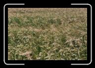 11-010_11A * Beim Menhir de Kerloas, Finisterre * 2088 x 1392 * (2.39MB)