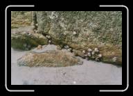 12-001_2 * Bigorneaux am Strand von Kerrema, Finisterre * 2088 x 1392 * (2.33MB)