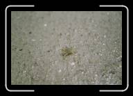 12-008_9 * Ein kleiner Krebs am Strand von Kerrema, Finisterre * 2088 x 1392 * (2.14MB)