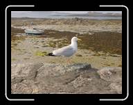 12-014_15c3 * Roscoff � mar�e basse, Finisterre * 2048 x 1536 * (1.47MB)