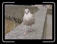 14-015_16c * St-Malo, Ille-et-Vilaine * 2048 x 1536 * (1.4MB)