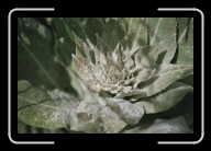 Bretagne2-017_18_a * Im Stadtgarten von Fougres * 800 x 533 * (80KB)