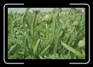 Bretagne5-010_11A_a * Artischocken so weit das Auge reicht: Region von Roscoff und St-Pol-de-L�on * 800 x 533 * (93KB)