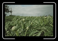 Bretagne5-011_12A_a * 800 x 533 * (104KB)