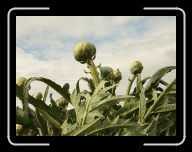 Bretagne5-011_12A_d0 * 800 x 600 * (106KB)