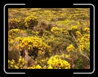 Bretagne9-013_14_d12 * Ginster, Cap de la Ch�vre * 800 x 600 * (232KB)