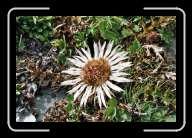 1_pic000_1 * Distel kurz nach Puzzatsch * 2088 x 1392 * (1.65MB)