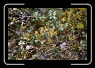 01_015_16A_Luosto * 800 x 532 * (81KB)