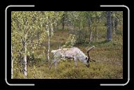 02-011_12_n.Sodankylae * 800 x 490 * (115KB)