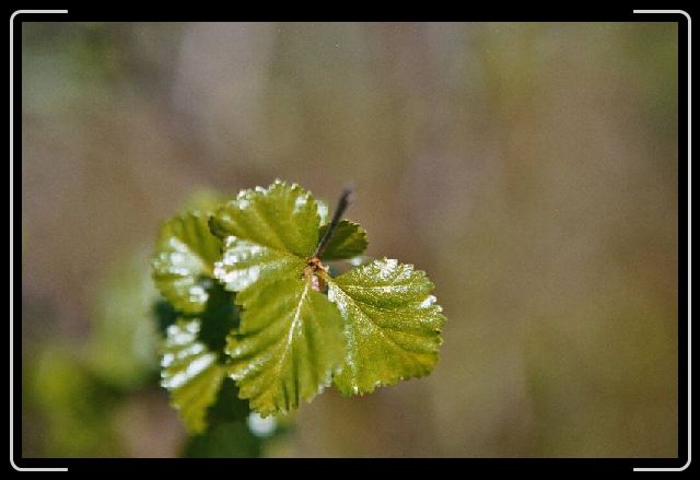 Nachstes Bild