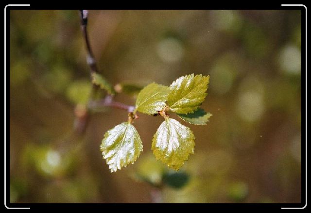 Nachstes Bild