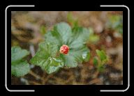 FloraFauna(10) * 800 x 532 * (64KB)