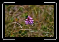 FloraFauna(14) * 800 x 532 * (44KB)