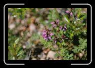 FloraFauna(15) * 800 x 532 * (51KB)