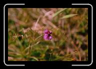FloraFauna(16) * 800 x 532 * (44KB)