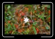 FloraFauna(23) * 800 x 532 * (48KB)