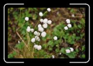FloraFauna(24) * 800 x 532 * (51KB)