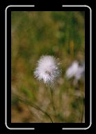 FloraFauna(25) * 533 x 800 * (48KB)