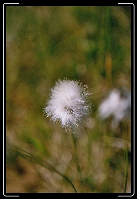 Nachstes Bild