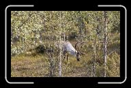 02-009_10_n.Sodankylae * 800 x 490 * (134KB)