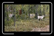 02-013_14_n.Sodankylae * 800 x 490 * (130KB)