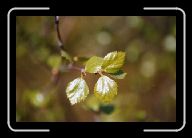 04-032_33_zwInari-Karigasniemi * 800 x 532 * (36KB)