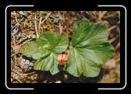 20-010_11_HirvensalmiLakka * 800 x 534 * (72KB)