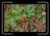 20-020_21_HirvensalmiLakka * 800 x 532 * (67KB)