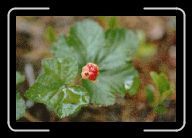 20-021_22_HirvensalmiLakka * 800 x 531 * (68KB)