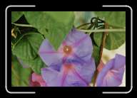 4pic025_26 * 2088 x 1392 * (834KB)