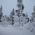  MG 9339 : Saariselkä