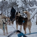 One day as a musher : Saariselkä
