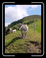 DSC04856 * 600 x 800 * (106KB)