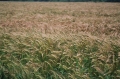 2005Bretagne2