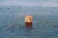 1995Oslo1b