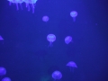 2006Oceanopolis
