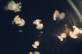 20830023
